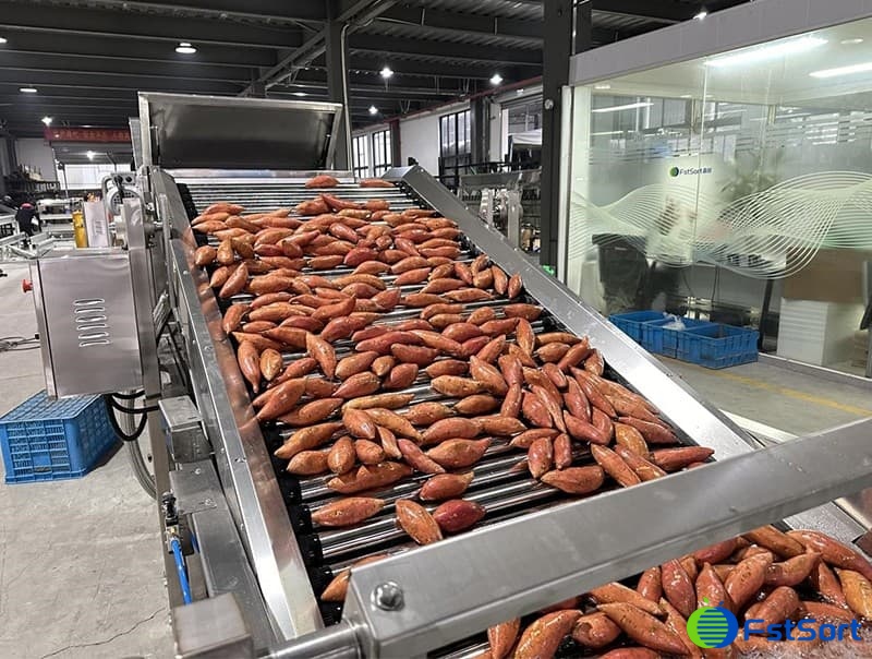 images/1704785301500máquina clasificadora de batatas.jpg